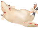 Image 30