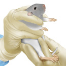 Image 31